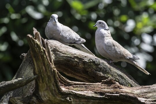 Eurasian collared doves (Streptopelia decaocto), Emsland, Lower Saxony, Germany