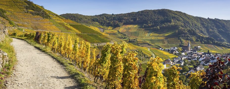 Vineyards in autumn, Mayscho&szlig;, Ahr valley, red wine of the Pinot Noir and Portugieser grape is grown here, red wine growing region, Eifel, Rhineland-Palatinate, Germany