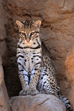 Ocelot (Leopardus pardalis), adult, sitting, at the den, alert, Sonora Desert, Arizona, North America, USA
