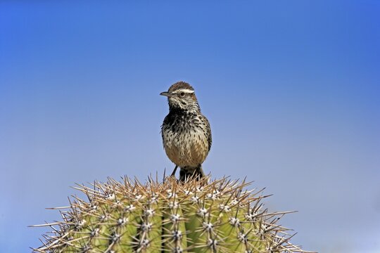 Cactus wren (Campylorhynchus brunneicapillus), adult, on saguaro cactus, Sonoran Desert, Arizona, North America, USA