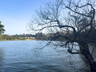 Yercaud Lake in Salem district, Tamil Nadu, with bare tree branches framing tranquil blue water under clear sky, hill station view.