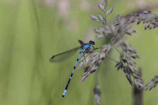 Goblet damselfly (Enalagma cyathigerum), Emsland, Lower Saxony, Germany