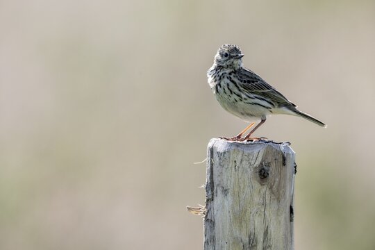 Meadow Pipit (Anthus pratensis), Emsland, Lower Saxony, Germany