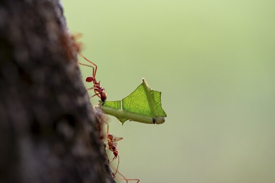 Leaf-cutter ant (Atta cephalotes) carrying a piece of leaf, rainforest, Tortuguero National Park, Costa Rica
