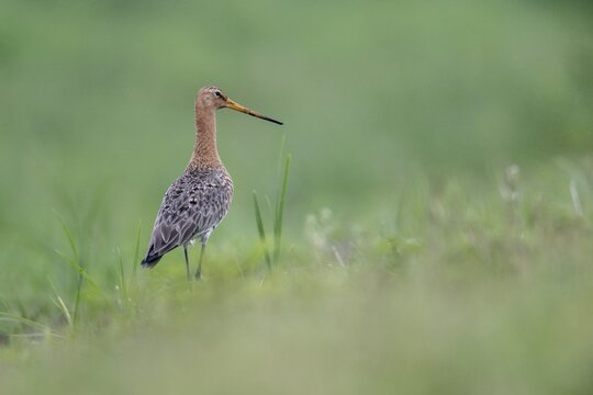 Black-tailed godwit (Limosa limosa), Lower Saxony, Germany