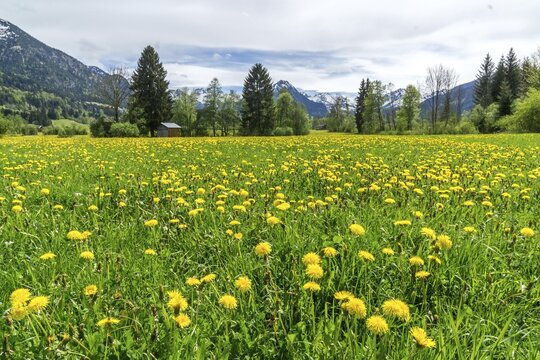 Common dandelion (Taraxacum), flowering dandelion field, behind mountains of the Allg&auml;u Alps, Rubi, near Oberstdorf, Oberallg&auml;u, Allg&auml;u, Bavaria, Germany