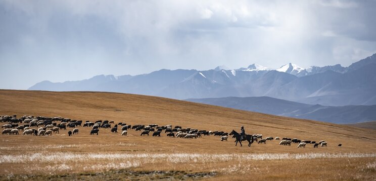 Nomadic life on a plateau, shepherd on horse, flock of sheep, dramatic high mountains, Tian Shan Mountains, Jety Oguz, Kyrgyzstan