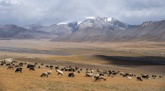 Herd of sheep, dramatic high mountains, Tian Shan Mountains, Jety Oguz, Kyrgyzstan