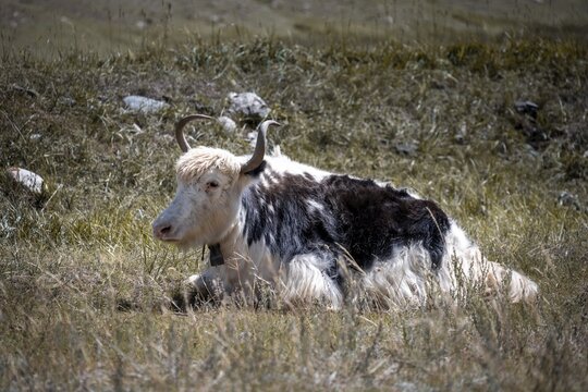 Yak lying in the meadow, Kyrgyzstan