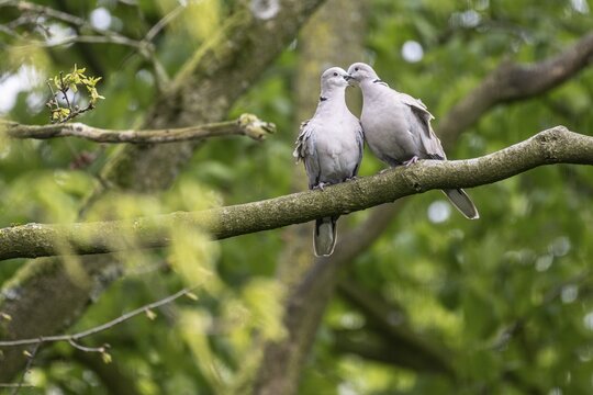 Eurasian collared doves (Streptopelia decaocto), mating, Emsland, Lower Saxony, Germany