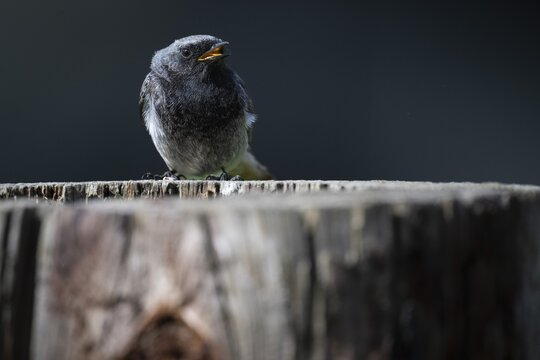 Black redstart (Phoenicurus ochruros), young bird, sitting on a tree trunk, Stuttgart, Baden-W&uuml;rttemberg, Germany