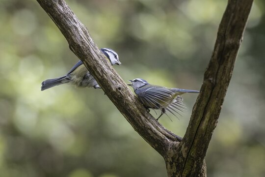 Blue tits (Parus caerulea), partner feeding, Emsland, Lower Saxony, Germany