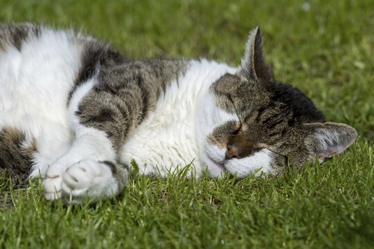 Snoozing and contented domestic cat (Felis catus), Blaustein, Baden-W&uuml;rttemberg, Germany