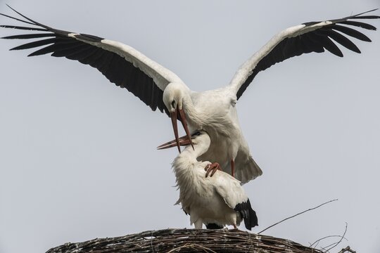 White storks (Ciconia ciconia), mating, Emsland, Lower Saxony, Germany