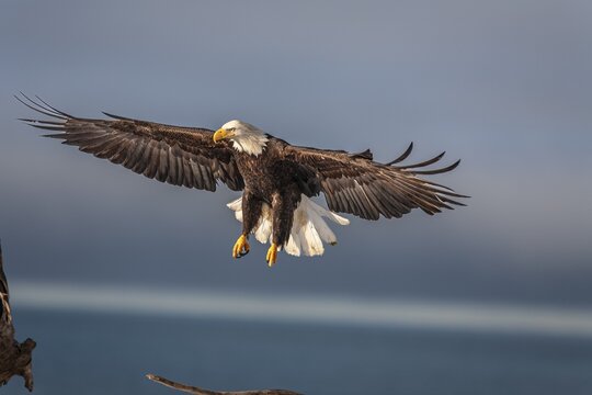 Bald eagle, Haliaeetus leucocephalus, flying, adult, winter, Homer, Alaska, USA