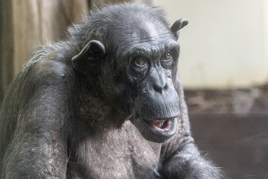 Old chimpanzee (Pan troglodytes), portrait, Heidelberg Zoo, Baden-W&uuml;rttemberg, Germany