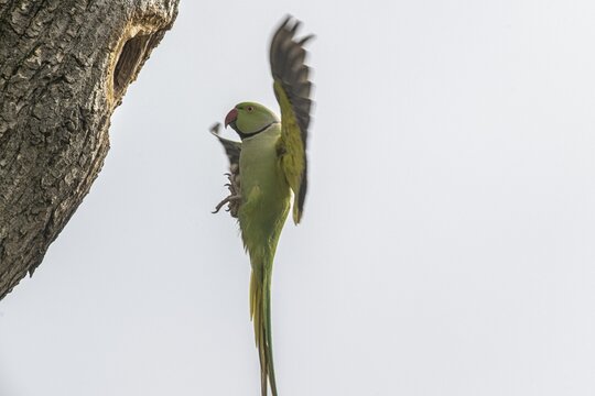 Rose-ringed parakeet (Psittacula krameri), flying, Speyer, Rhineland-Palatinate, Germany