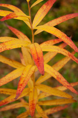 Red and yellow leaves of rosebay willowherb © Marja