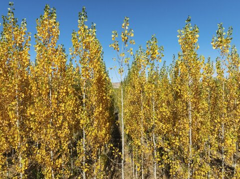 European Aspen (Populus tremula) in autumnal colours. Cultivated for timber. Drone shot. Granada province, Andalusia, Spain