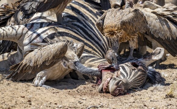 Many white-backed vulture (Gyps africanus) with bloody heads feeding on the carcass of a dead plains zebra (Equus quagga), Etosha National Park, Namibia