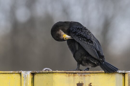 Great cormorant (Phalacrocorax carbo), preening itself, Emsland, Lower Saxony, Germany