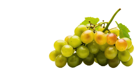 Fresh, plump bunch of ripe green grapes with green-yellow hues, smooth dewy skin, woody stem and leaves, against a bright white studio background with copy space, concept of natural abundance and