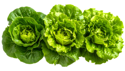 Three heads of vibrant green lettuce, with intricately layered leaves, isolated on black