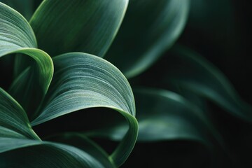 Close-up of lush, green leaves with textured surface and soft, blurred background