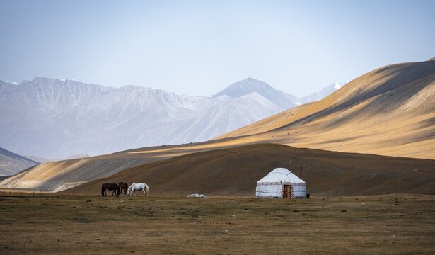 Horses at a traditional Kyrgyz yurt between golden meadows, Burkhan Valley, Terskey Ala-Too, Tien Shan, Issyk Kul Province, Kyrgyzstan
