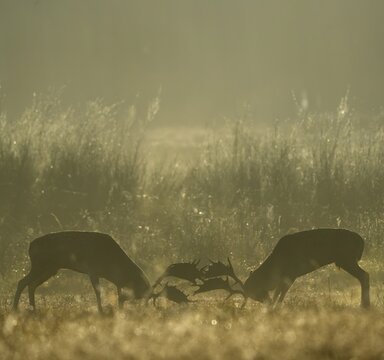 Fallow deer (Cervus dama), male, rutting, fighting, Hesse, Germany