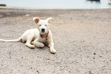 A cheerful white puppy lies relaxed on the bank of the sea or river enjoying good weather. The squinting pup wears a pink collar with a small bell, its eyes are half open