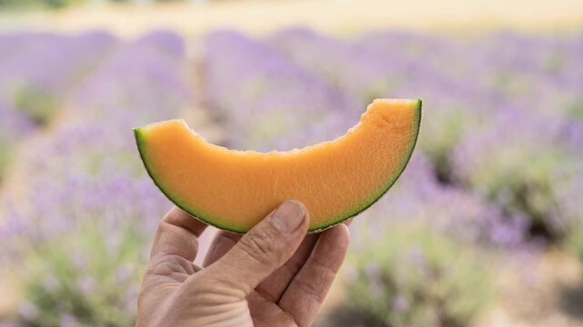 Hand holding fresh cantaloupe slice in blurred lavender field capturing summer harvest and fragrant countryside landscape
