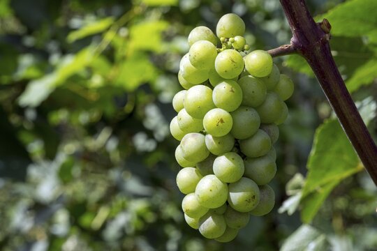 White grapes, grapes, noble grape vine (Vitis vinifera), fruit stand, Baden-W&uuml;rttemberg, Germany