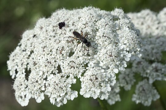 Red-black leaf wasp (Tenthredo atra) sitting on a yarrow (Achillea) flower, Baden-W&uuml;rttemberg, Germany