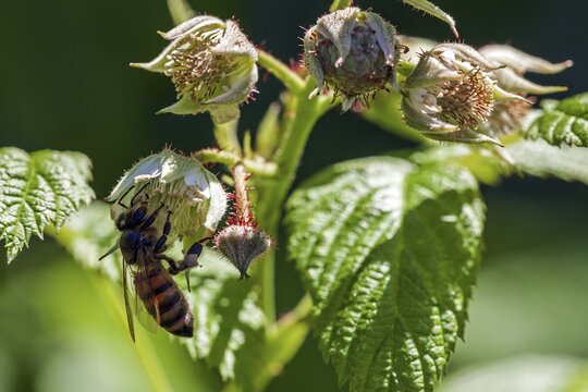 Honey bee (Apis) sitting on raspberry (Rubus idaeus), flowers and unripe fruit, Baden-W&uuml;rttemberg, Germany