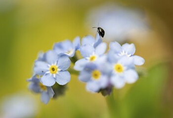 Blue flowers of the forget-me-not (Myosotis) with a small black beetle, Bavaria, Germany