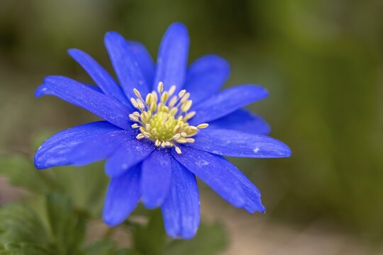 Flower of a blue liverwort (Hepatica nobilis), Bavaria, Germany