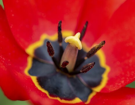 Red and black flower of a tulip (Tulipa), pistil and stamens, Bavaria, Germany