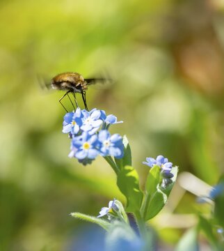 Bee fly (Bombyliidae) sitting on blue flowers of the forget-me-not (Myosotis), Bavaria, Germany