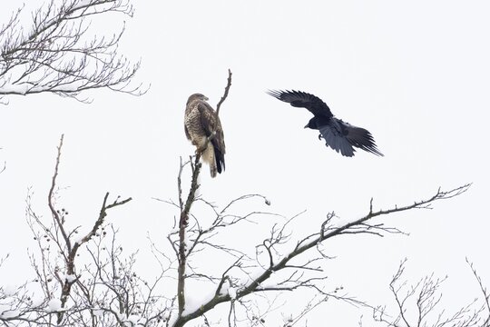 Carrion crow (Corvus corone corone) attacking steppe buzzard (Buteo buteo), Hesse, Germany