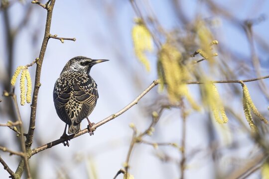 Common starling (Sturnus vulgaris) standing on a branch of common hazel (Corylus avellana), Hesse, Germany