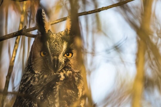 Long-eared owl (Asio otus), animal portrait, Hesse, Germany