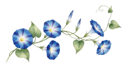 Blue morning glory flowers and buds on a vine with green leaves against a black background image