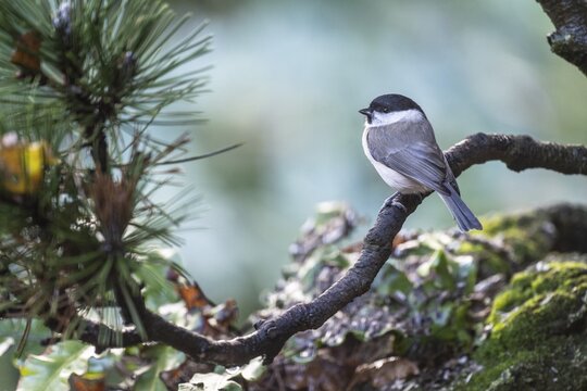 Marsh Tit (Poecile palustris), Emsland, Lower Saxony, Germany