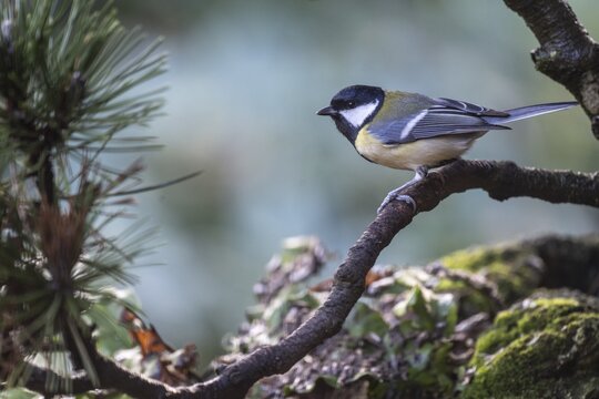 Great Tit (Parus major), Emsland, Lower Saxony, Germany