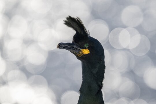 Common shag (Phalacrocorax aristotelis), Portr, Hornoya Island, Horn&oslash;ya, Vard&oslash;, Varanger Peninsula, Troms og Finnmark, Norway