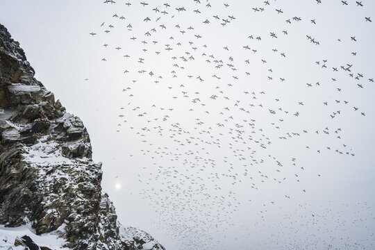 Flock of birds, common guillemots (Uria aalge) in flight, breeding colony, Hornoya Island, Horn&oslash;ya, Vard&oslash;, Varanger Peninsula, Troms og Finnmark, Norway
