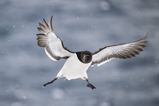 Razorbill (Alca torda) in flight near Schneefa, Hornoya Island, Horn&oslash;ya, Vard&oslash;, Varanger Peninsula, Troms og Finnmark, Norway