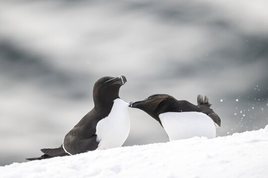 Two razorbills (Alca torda) in the snow, Hornoya Island, Horn&oslash;ya, Vard&oslash;, Varanger Peninsula, Troms og Finnmark, Norway