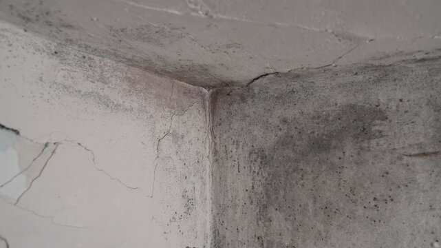 Dangerous black mold growth on window and walls in humid, unventilated space
